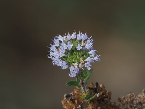 Bartblume — Bild 3