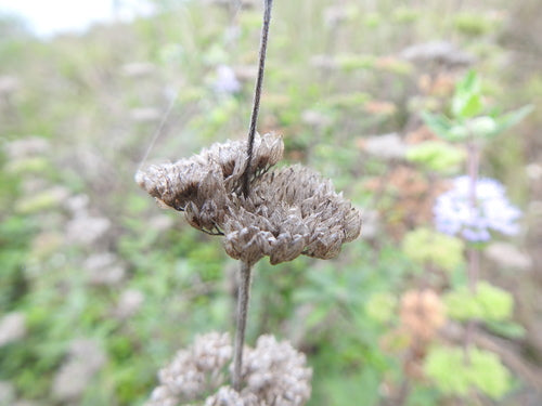 Bartblume — Bild 5