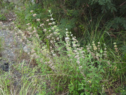 Bartblume — Bild 5