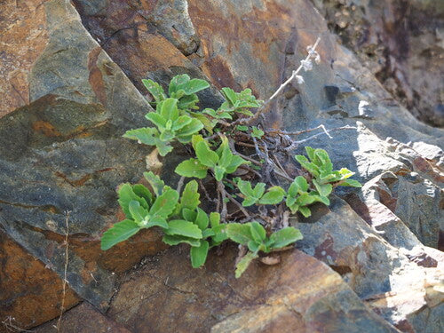 Bartblume — Bild 4