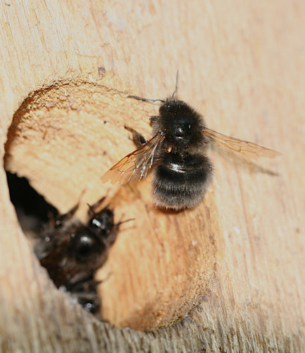 Baumhummel — Bild 5