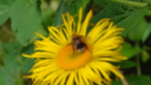 Baumhummel — Bild 2