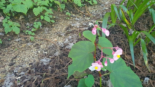 Begonien — Bild 3
