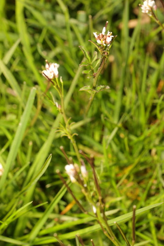 Behaartes Schaumkraut — Bild 5 von 12