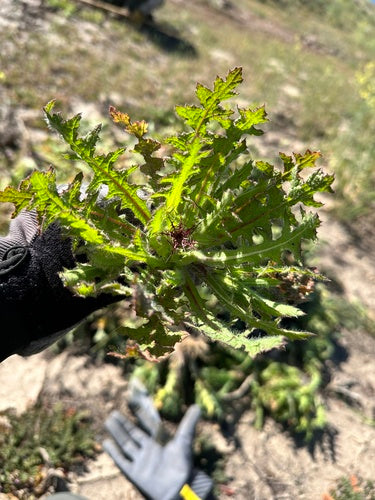 Benediktenkraut — Bild 2 von 9
