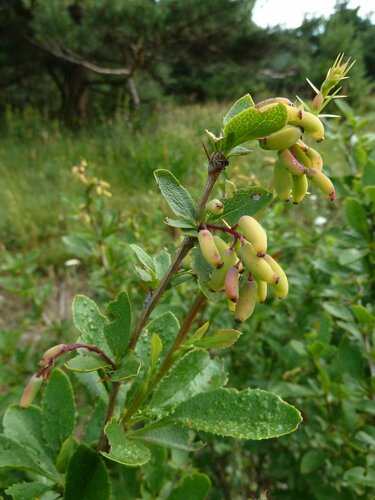 Berberitze — Bild 3