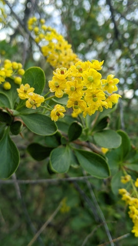 Berberitze — Bild 5