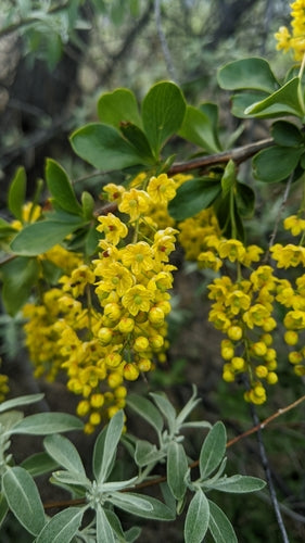 Berberitze — Bild 6