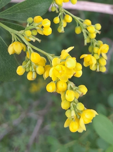 Berberitze — Bild 1