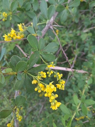 Berberitze — Bild 2