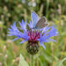 Blüte von Berg-Flockenblume (Centaurea montana) in Nahaufnahme (KI-generiert)