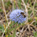 Blüte von Berg-Sandglöckchen (Jasione montana) in Nahaufnahme (KI-generiert)