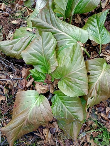 Bergenie — Bild 2 von 40