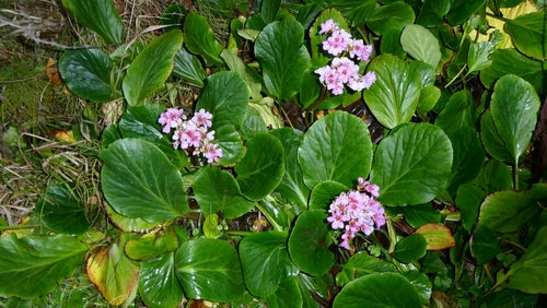 Bergenie — Bild 1 von 40