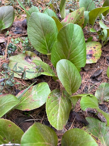 Bergenie — Bild 5 von 40