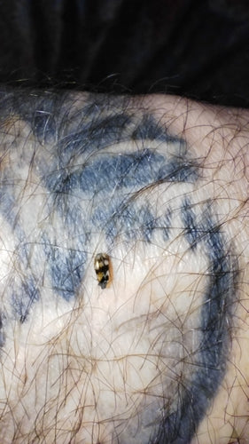 Berlinkäfer - Bild 8