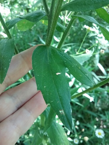 Berufkraut — Bild 4