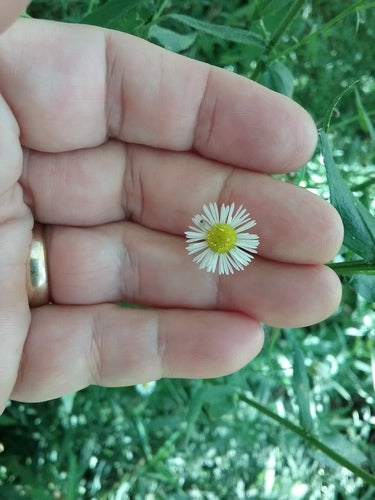 Berufkraut — Bild 5