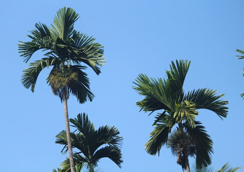 Betelpalme — Bild 4 von 8
