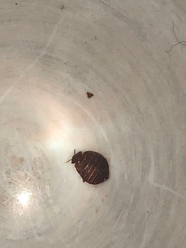 Bettwanze — Bild 5