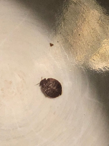 Bettwanze — Bild 5