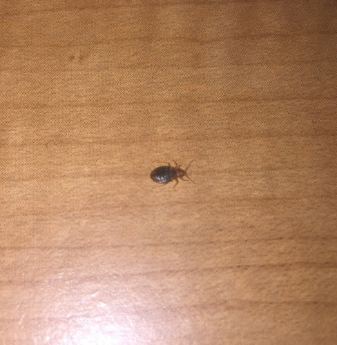 Bettwanze - Bild 7