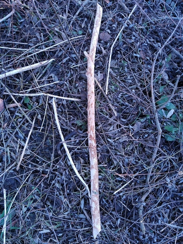 Biber — Bild 4