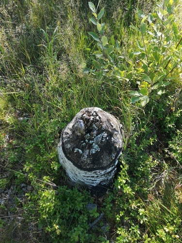 Biber — Bild 3