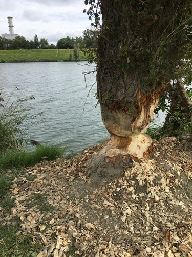 Biber — Bild 1