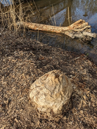 Biber — Bild 5 von 50