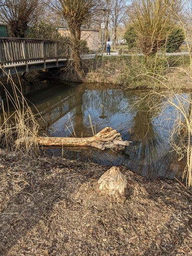 Biber — Bild 4 von 50