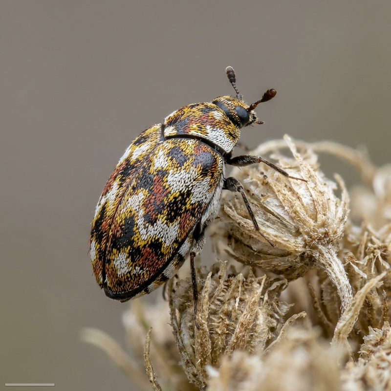 Bibernellen Blütenkäfer (Anthrenus pimpinellae), KI-Illustration