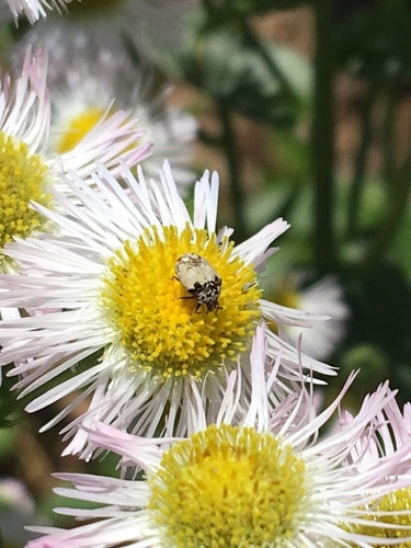 Bibernellen Blütenkäfer — Bild 1 von 8