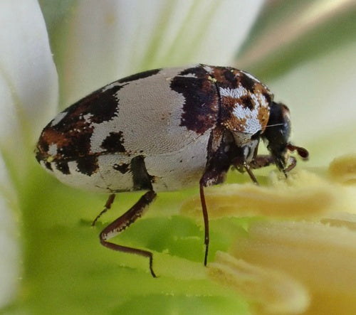 Bibernellen Blütenkäfer — Bild 2 von 8
