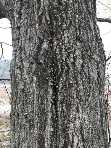 Naturaufnahme - Bild 2