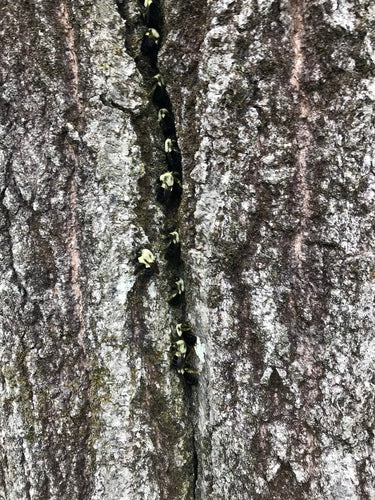 Bienen — Bild 1