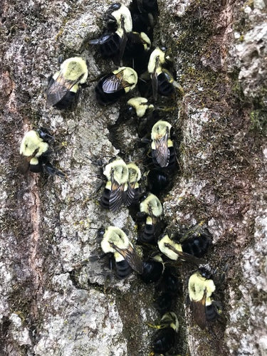 Bienen — Bild 4