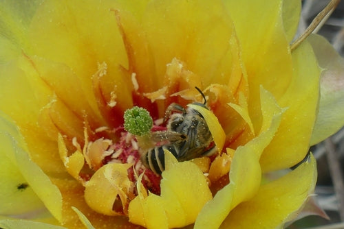 Bienen — Bild 3