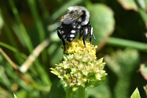 Bienen — Bild 4 von 51