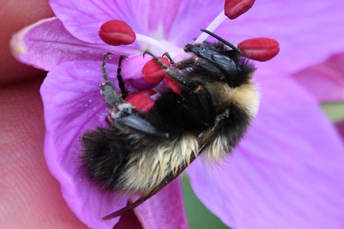 Bienen — Bild 5