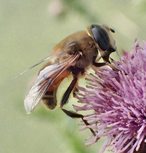 Bienenschwebfliege — Bild 3