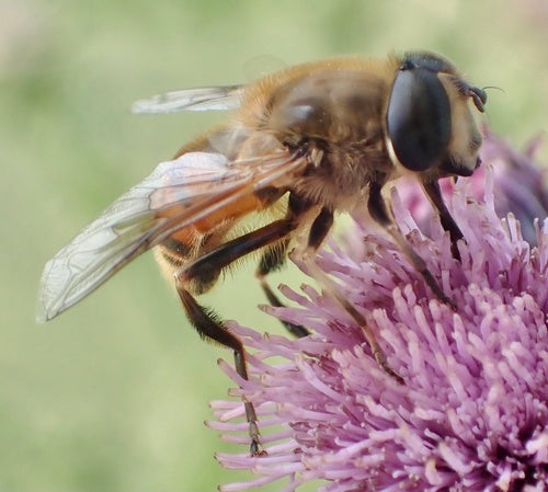 Bienenschwebfliege — Bild 4
