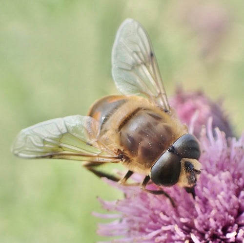 Bienenschwebfliege — Bild 5