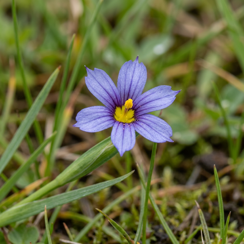 Binsenlilie (Sisyrinchium), KI-Illustration