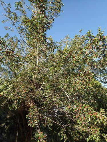 Birkenfeige - Bild 7