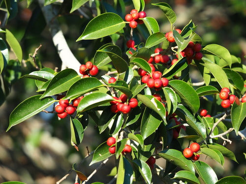 Birkenfeige - Bild 6