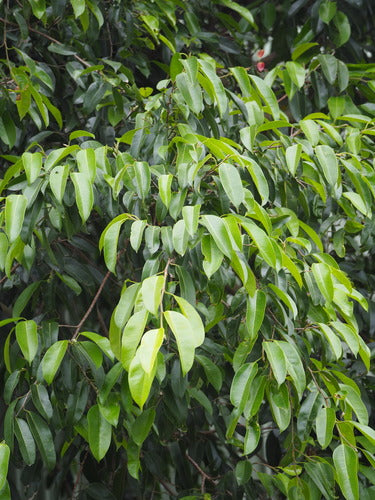 Birkenfeige - Bild 3