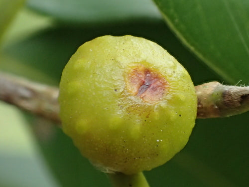 Birkenfeige - Bild 1