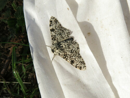 Birkenspanner — Bild 2