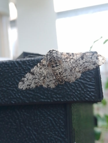 Birkenspanner — Bild 1